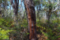 32-Ironbark-tree-growing-directly-above-the-cave-chamber