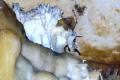 56-Helectites-coral