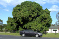Morayfield-mango-tree-in-fruit