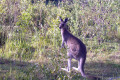 Toorbul-kangaroo-roaming-free-03