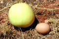 017-NT-Paddy-melon