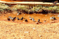 046-NT-Thirsty-birdies-at-Renahans-Bore