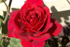ROSES In My Garden