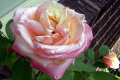 Athena-2-full-bloom