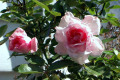 Blushing-Pink
