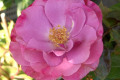 Love-Potion-2-full-bloom