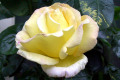 Peace-1