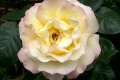Peace-2-full-bloom