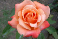 Peach-Melba-1