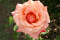 Peach-Melba-bloom