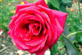 Red-Planet-2-full-bloom