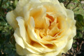 Sutters-Gold-unusual-pale-bloom