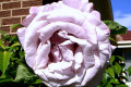 Vol-de-Nuit-2-full-bloom