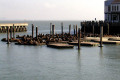 002-FW-Pier-39-seal-colony
