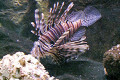 009-Dragon-fish