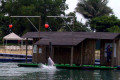 024-Sentosa-Pink-dolphin-in-action