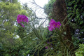 004-Vanda-orchid