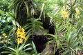 005-yellow-Vandas