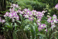 007-Dendrobiums