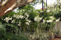 012-Dendrobiums-in-Orchidarium
