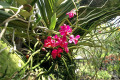 014-Ascovandoritis-Thai-Cherry