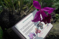019-Cattleya-in-Mist-House