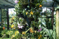 023-Cattleyas-in-Mist-House