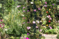 024-Dendrobiums-in-Mist-House