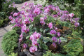 025-Phalaenopsis-in-Mist-House