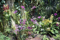 026-Dendrobiums-in-Mist-House