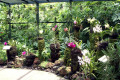 027-various-orchids-in-Mist-House