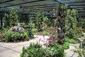 028-various-orchids