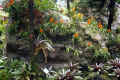 034-Vandas-on-rock