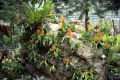 035-more-Vandas-on-rock