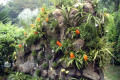 036-still-more-Vandas
