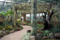 038-Bromeliad-Collection