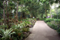 039-more-Bromeliads