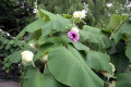 040-not-an-orchid