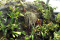 042-Cool-House-plants