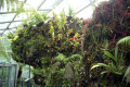 044-more-Cool-House-plants