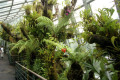 046-more-orchids-of-course