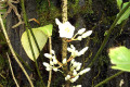 047-what-plant-is-this