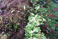 048-pitcher-plants-etc-on-stump
