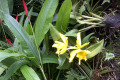 049-yellow-Cattleya-in-Cool-House