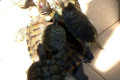 059-turtles-in-temple-compound