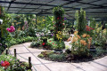 089-myriad-of-exotic-orchids-inside-Mist-House