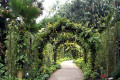 091-Oncidium-arbour-at-National-Orchid-Garden