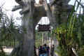111-dreading-to-return-on-rope-bridge