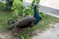 112-local-peacock-on-Sentosa