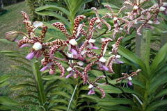 Singapore - Sentosa Orchid Garden